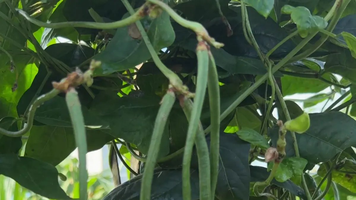  Pada kelompok hortikultura, tanaman sayur-sayuran alami kenaikan harga hingga 1,65 persen.