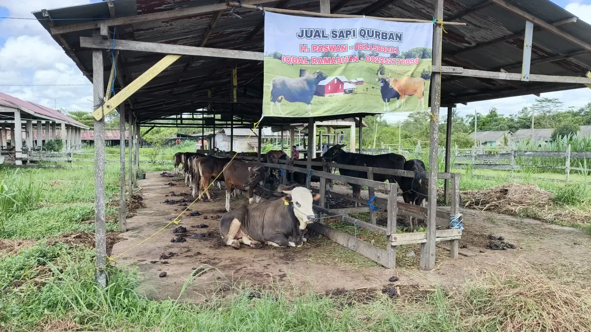 PASTIKAN SEHAT: Sejumlah sapi kurban di Rumah Potong Hewan (RPH) Tanah Merah, Samarinda, dipastikan dalam kondisi sehat menjelang Hari Raya Idul Adha 1447 Hijriah.