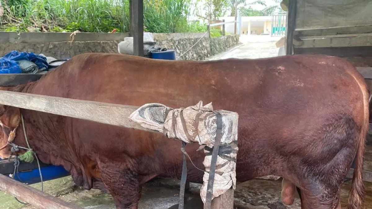 Sapi kurban Presiden Prabowo Subianto dengan bobot 1.021 kilogram yang akan disalurkan untuk masyarakat Kabupaten Paser.