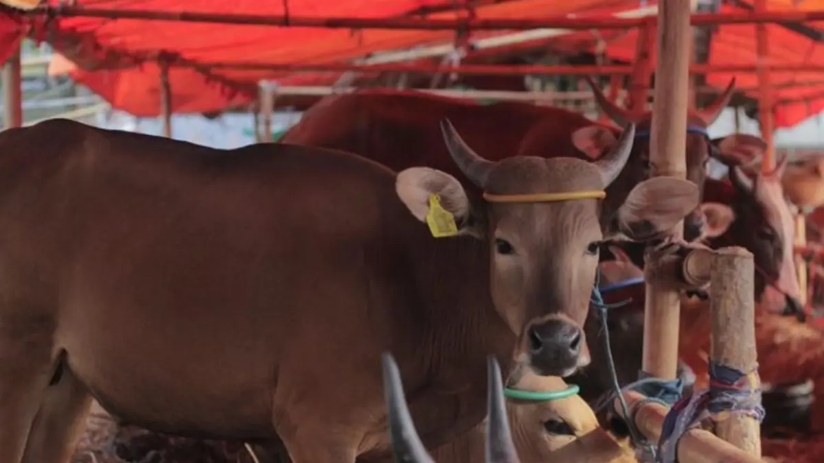 SURPLUS: Stok sapi kurban di Kaltim surplus, permintaan diperkirakan 18.525 ekor dan ketersediaannya 28.688 ekor.