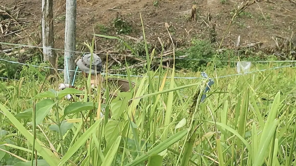 Ladang padi yang berimpitan dengan pembangunan IKN.