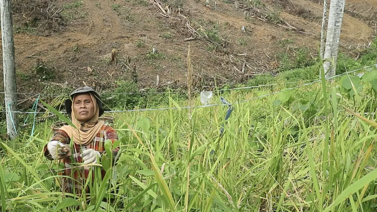 Ladang padi yang dikelola Syamsiah berimpitan dengan pembangunan IKN. (FOTO NASYA/KP)