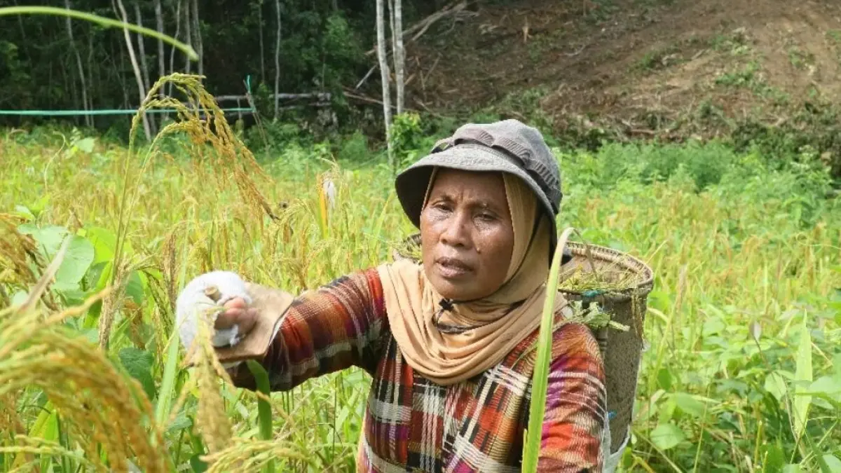 Syamsiah yang berladang padi di Sepaku. (FOTO NASYA RAHAYA/KP)