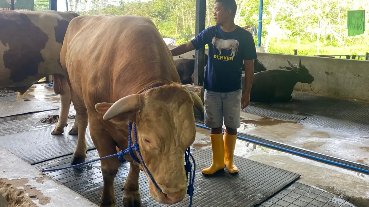 HEWAN KURBAN PRESIDEN: Sapi Byson dari MWK Farm yang terpilih menjadi hewan kurban Presiden Prabowo Subianto, Minggu (24/5). (DINA ANGELINA/KP)