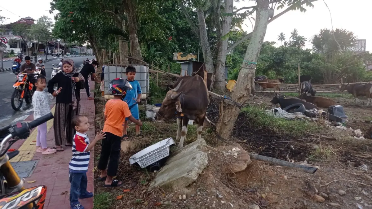 PENDATAAN: DKP3 Bontang akan melakukan pendataan hewan kurban di Bontang. (ADIEL KUNDHARA/KP)