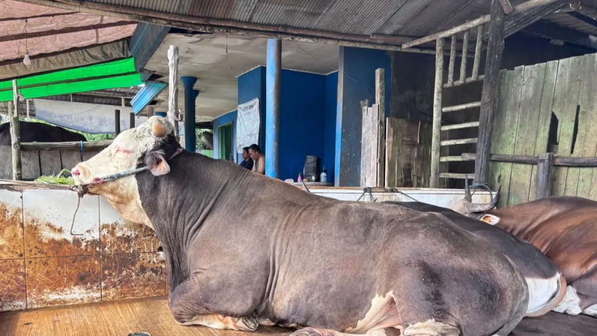 Sapi jenis Brahman Cross berbobot 1 ton 70 kilogram bernama Bejo dengan corak warna belang cokelat tua dan putih saat berada di kandang Kelurahan Tanah Merah, Kecamatan Samarinda Utara. (EKO/KALTIM POST)