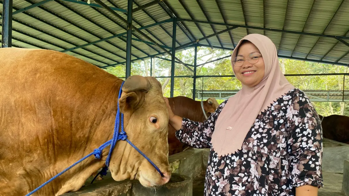 SAPI KURBAN PRESIDEN : Byson, sapi jumbo jenis Simmental Carolis berbobot 1 ton 50 kilogram berada di kandang MWK Farm, Gunung Binjai, Kelurahan Teritip.