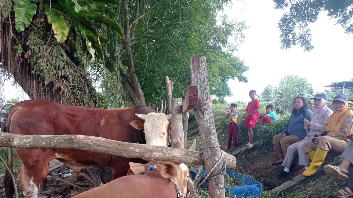 MOMENTUM: Puluhan ekor sapi kurban berderet di Jalan Pupuk Raya, Bontang. FOTO: ADIEL KUNDHARA/KP