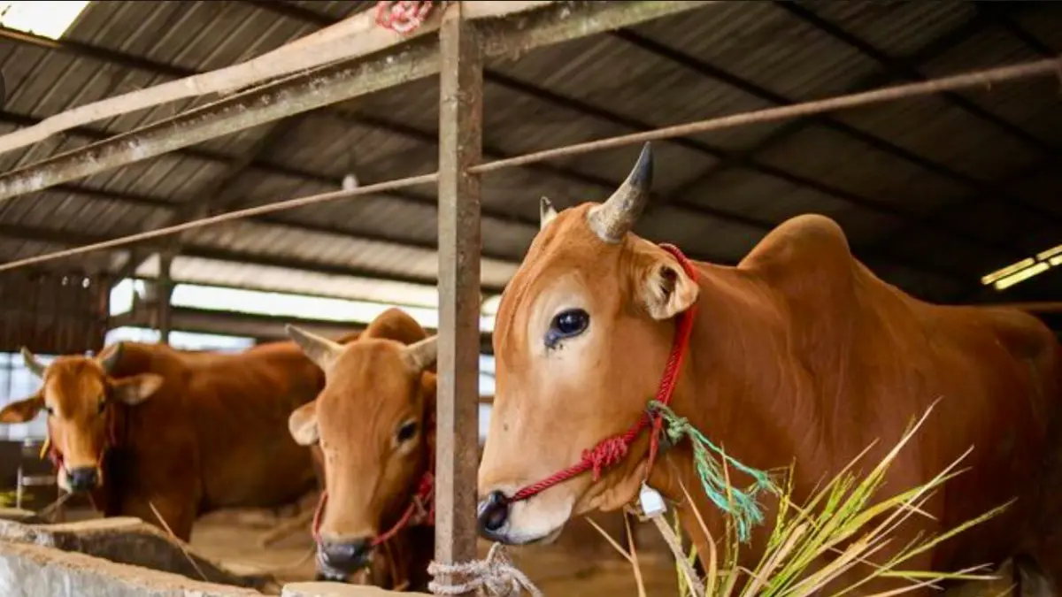 PASOKAN: Sebagian besar sapi kurban Kaltim didatangkan dari luar, utamanya dari NTT hingga Sulawesi.