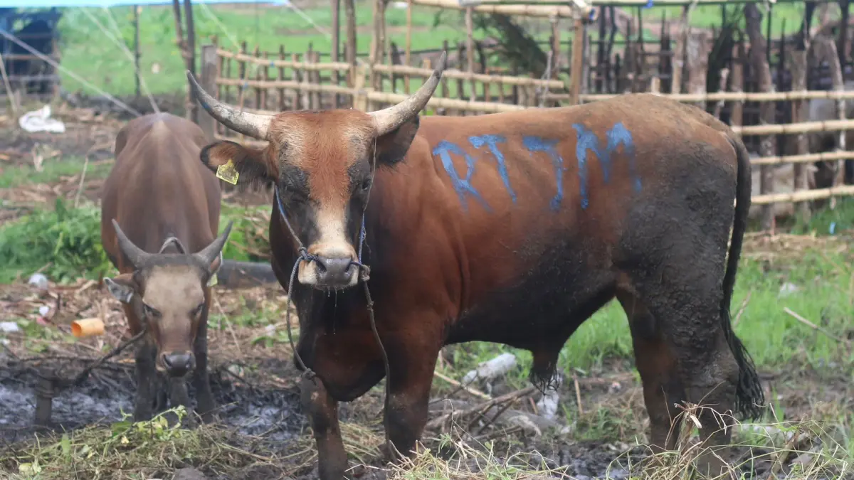 PASTIKAN SEHAT: Suasana salah satu tempat penjualan hewan kurban di Balikpapan. ANGGI PRADITHA/KP