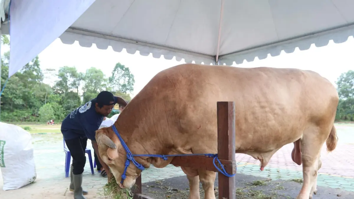 GEMUK: Sapi jenis Simmental Carolis bernama "Bison" seberat 1,05 ton titipan Presiden Prabowo Subianto saat tiba di Masjid Madinatul Iman Balikpapan Islamic Center (BIC), Rabu (27/5). ANGGI PRADITHA/KP