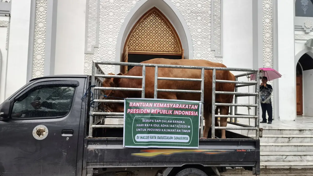 JUMBO: Sapi kurban bantuan Presiden RI bernama "Miliar" diserahkan kepada Pemkot Samarinda di Masjid Raya Darussalam.