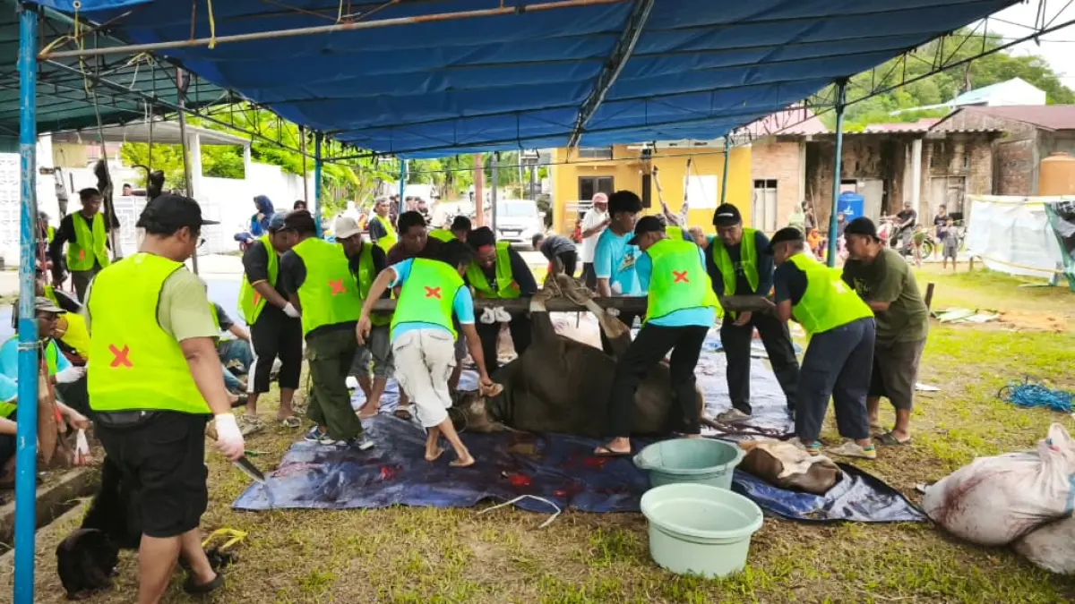 &nbsp;

Kekompakan panitia kurban Perumahan Batakan Asri 2 menyembelih sebanyak 11 ekor sapi dan 5 ekor kambing di momen Hari Raya Iduladha 1447 Hijriah. (LUPUS/KP)
&nbsp;