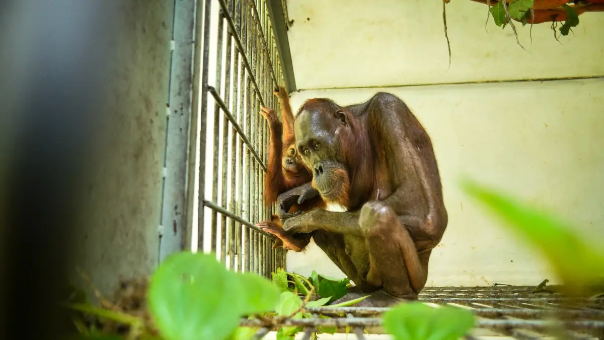 Orangutan Mauliyan bersama anaknya, Ariandi, usai dievakuasi dari kawasan tambang batu bara di Kutai Timur dalam kondisi malnutrisi akibat minim sumber pakan. (Dok. BKSDA Kaltim)