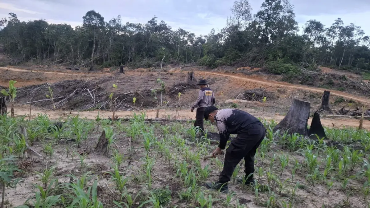 JAGUNG PIPIL: Mendukung ketahanan pangan nasional Polres PPU bersama polsek jajaran di daerah ini menggencarkan program tanam jagung pipil.(humas polres ppu)