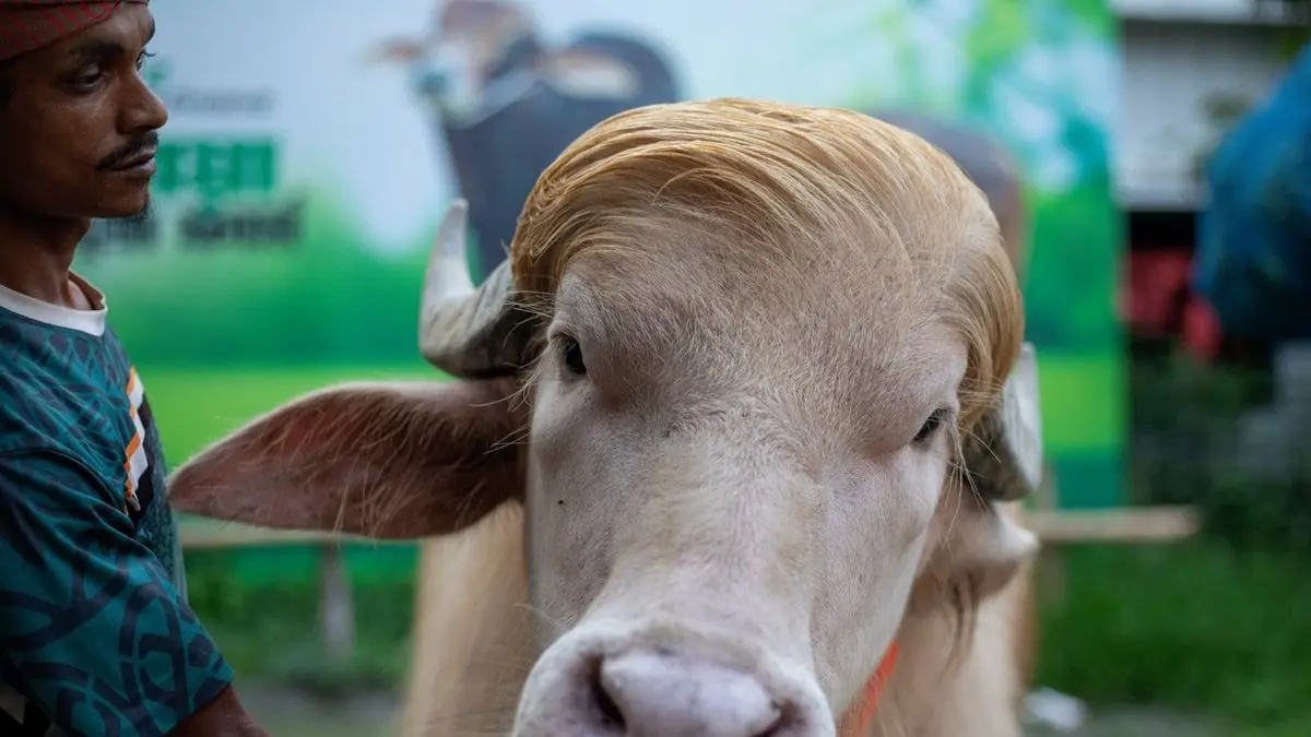 Kerbau albino yang disebut mirip Donald Trump.