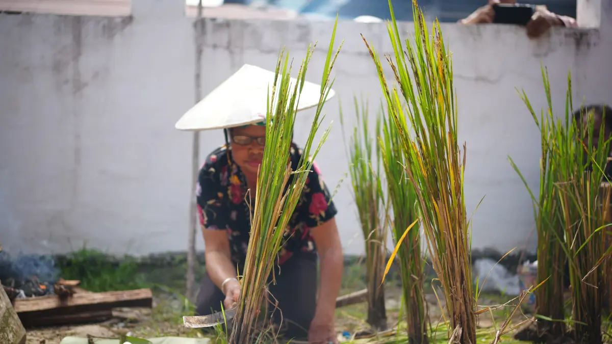 Peragaan simbolis pemotongan batang padi dalam ritual adat Nebukoq yang berlangsung khidmat di Balai Adat Ujoh Bilang, Kabupaten Mahakam Ulu. (Foto: JODY/KP)