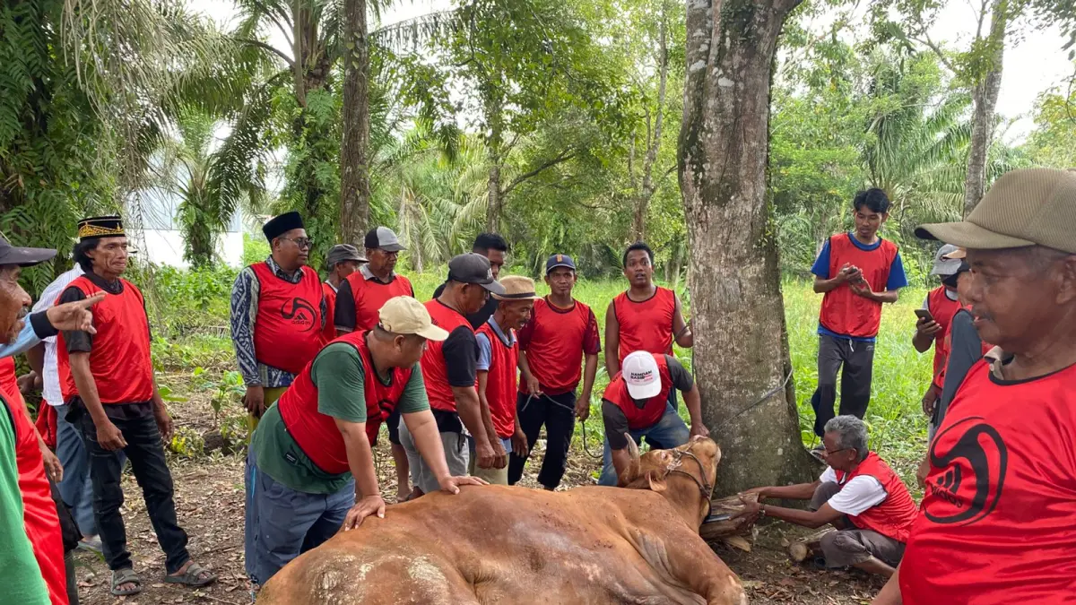 Sapi Limosin dengan berat 980 kg bantuan Presiden RI, Prabowo Subianto, yang hendak dieksekusi oleh pengurus DKM dan panitia qurban Masjid Jami Al-Istiqlomah, Desa Labangka Barat, PPU, Rabu (27/5/2026). (FOTO: IST)