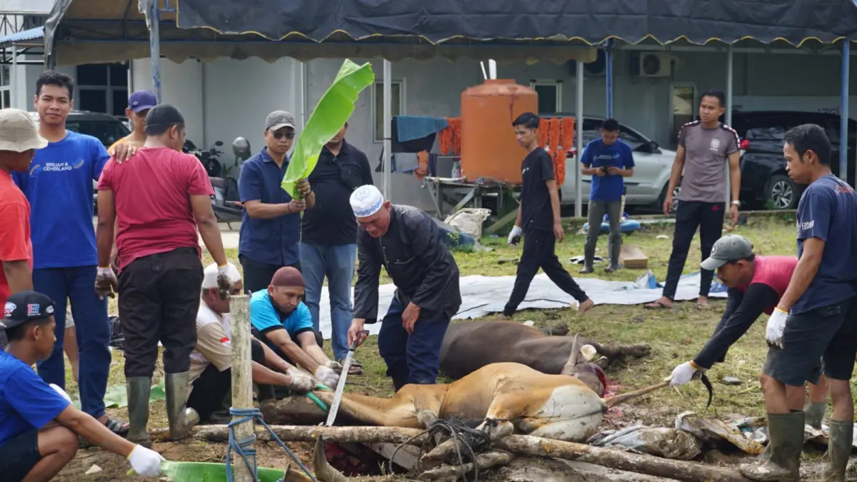 PARTISIPASI: Sebanyak 3 ekor sapi yang merupakan partisipasi dari pekerja BRI BO Tanah Grogot disalurkan untuk masyarakat sekitar dan pihak-pihak yang membutuhkan. 