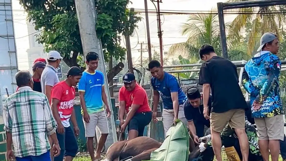 KURBAN: Suasana penyembelihan hewan kurban Iduladha 1447 H di PLN Indonesia Power UBP Mahakam berlangsung khidmat dan penuh makna.