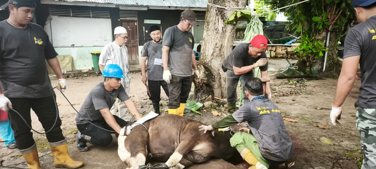 Proses pemotongan hewan kurban dilakukan secara kompak oleh panitia.