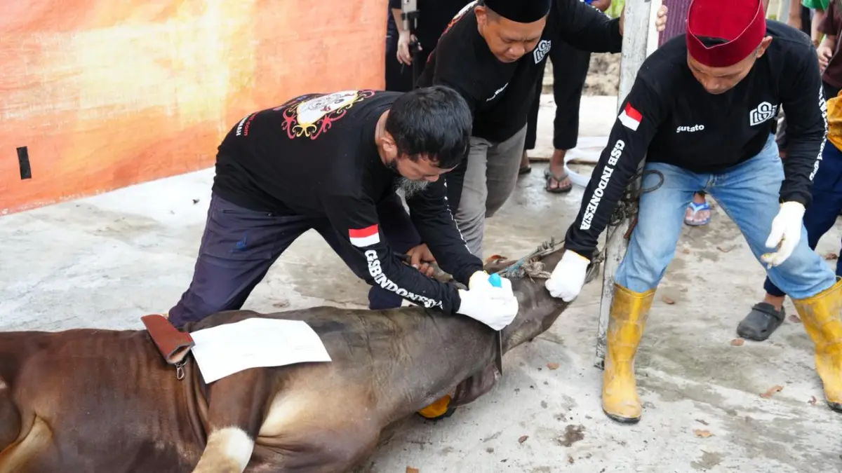 BERKURBAN: Prosesi penyembelihan sapi kurban dari PT PPN Kilang Balikpapan. 