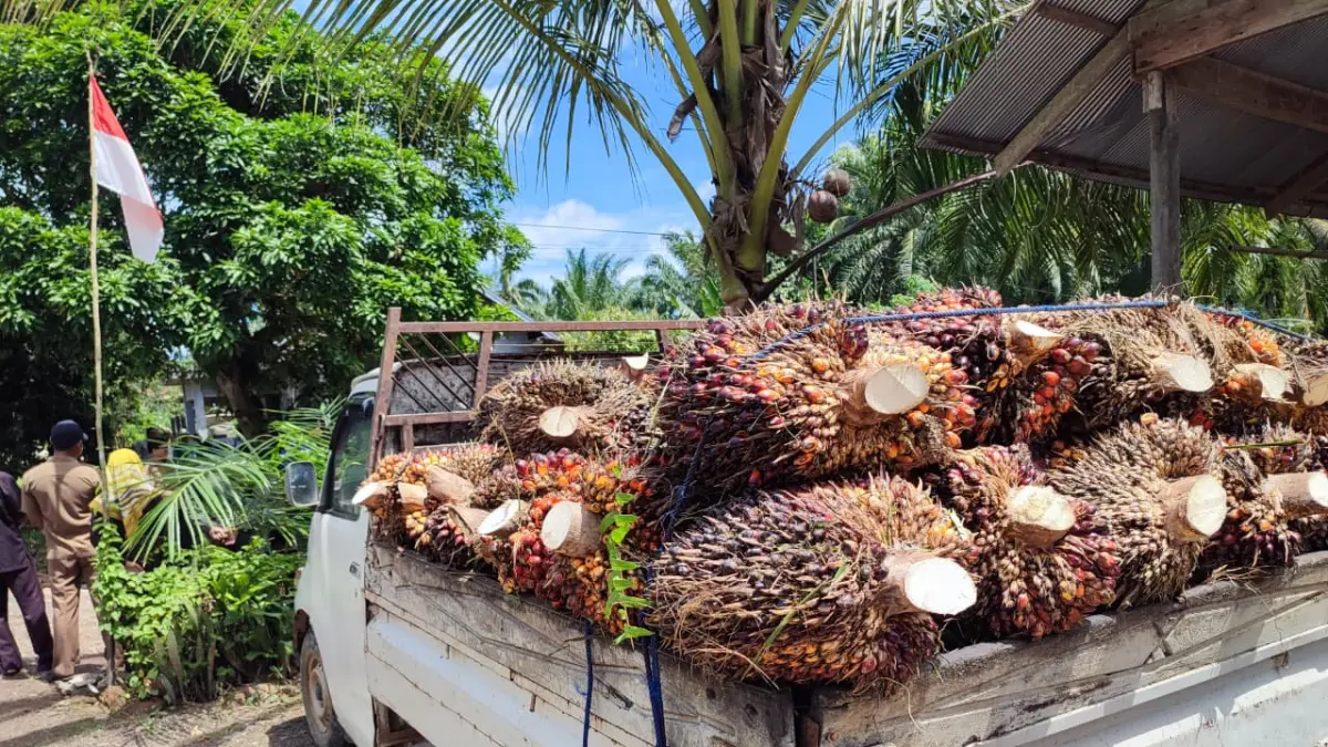 Harga TBS sawit di Kabupaten Paser mengalami penurunan hingga di bawah Rp 2 ribu. (Najib/KP)

&nbsp;