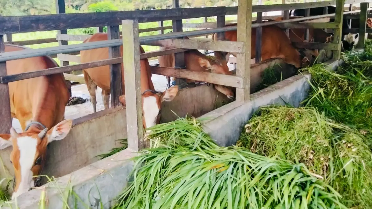 UPTD PTHPT Labanan mengembangkan biograss agrinak sebagai pakan ternak.