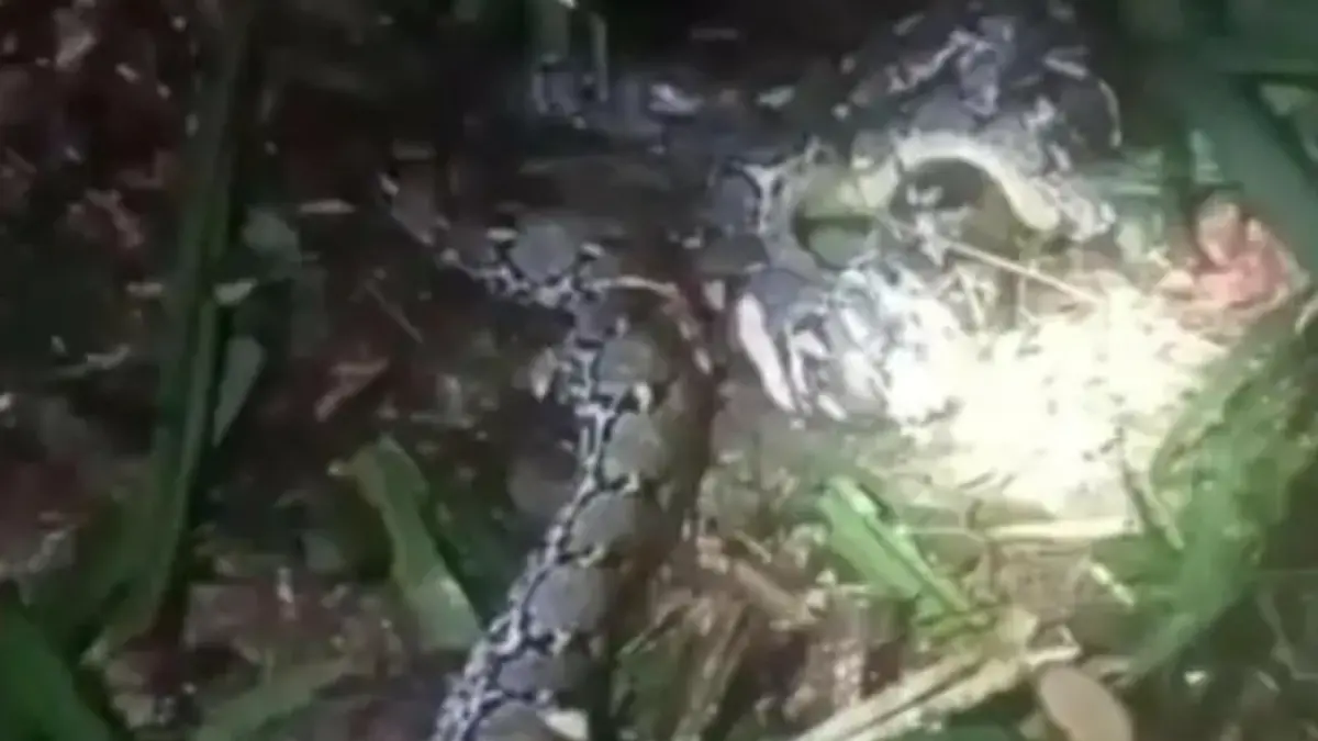 Seekor ular piton sepanjang sekitar 7,8 meter yang menerkam warga di Desa Ratahaya, Kecamatan Taliabu Barat, Kabupaten Pulau Taliabu, Maluku Utara. (FOTO: IST)