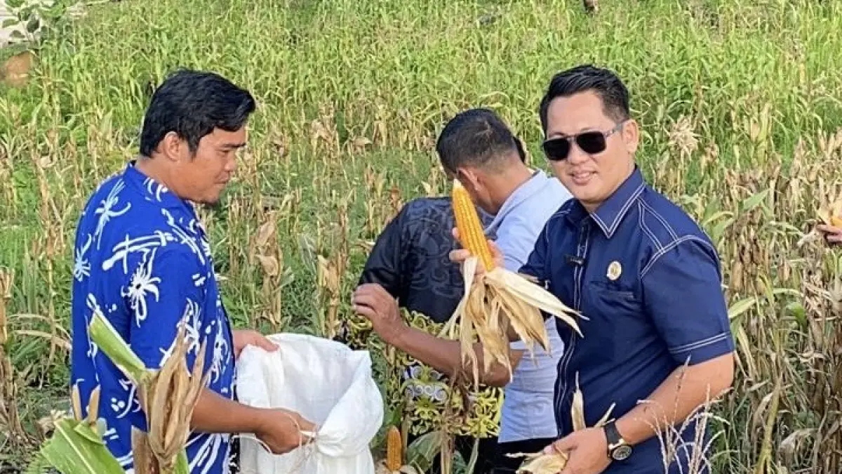 Ketua Komisi II Gohen Merang Sapulete ikut proses panen jagung bersama warga Kampung Lutan, Jumat (12/2). 