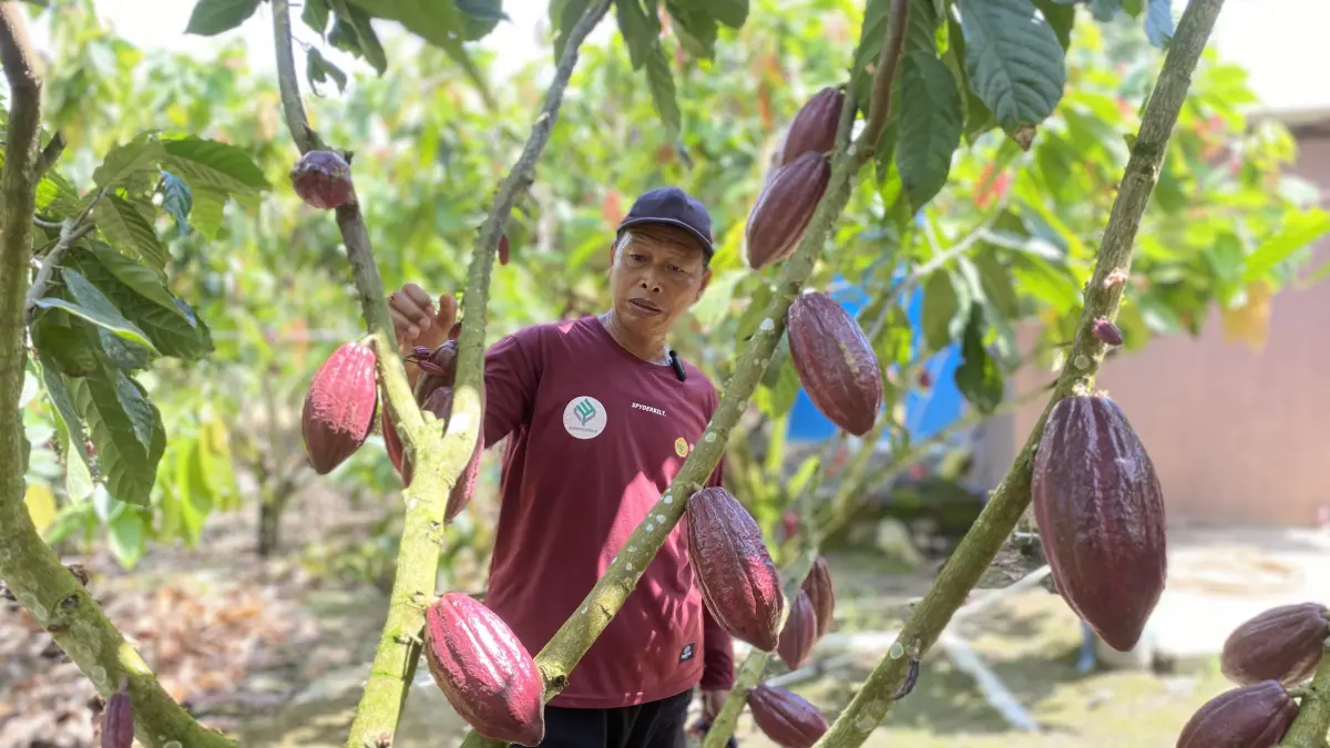 PERLU DIPERHATIKAN: Sektor Kakao di Berau harus diiringi pendampingan dan program yang baik agar hasil yang didapat bisa maksimal.  (SENO/BP)

