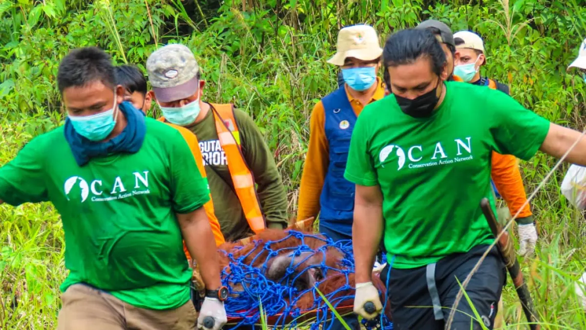 BKSDA Kaltim bersama Universitas Mulawarman dan Conservation Action Network resmi menjadikan kawasan seluas 560 ribu hektare ini sebagai pilot project sistem preservasi terpadu pertama di Indonesia guna mengamankan jalur jelajah Orangutan Morio. (BKSDA)