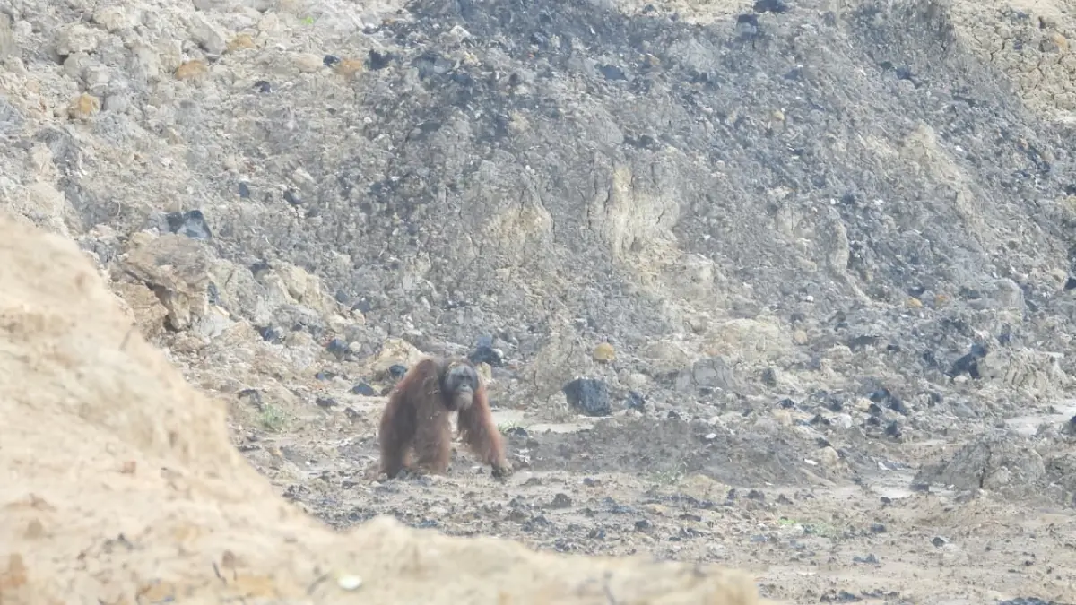 Lanskap Keraitan di Kutim diusulkan menjadi areal preservasi untuk menjaga konektivitas habitat dan ruang jelajah satwa dilindungi tersebut. (IST)