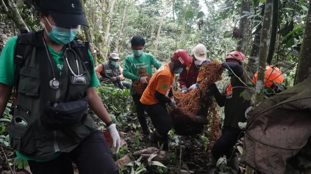 Proses evakuasi seekor orangutan yang sebelumnya terekam memakan sisa makanan ditumpukan sampah di pinggir jalan poros Kutai Timur. (IST)

&nbsp;