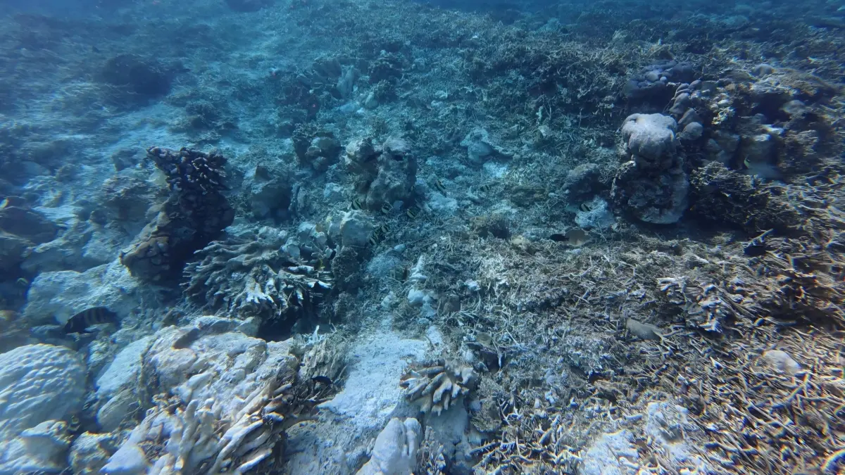 &nbsp;Asosiasi Resor Maratua memotret kerusakan terumbu karang di kawasan Chanel Point Schooling Baracuda setelah dihantam kapal wisata LOB pekan lalu.&nbsp;