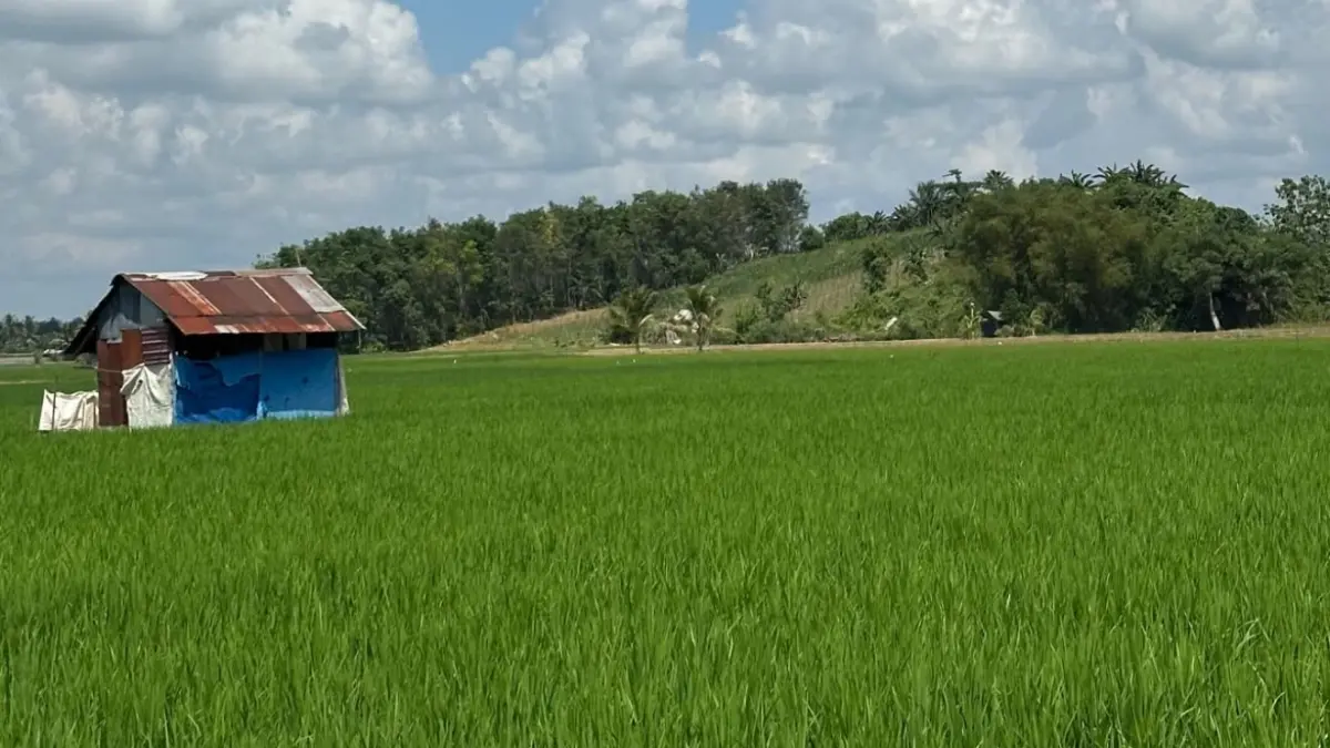 KENAIKAN: Produksi padi pada 2025 naik 21,23 ribu ton dibanding 2024.