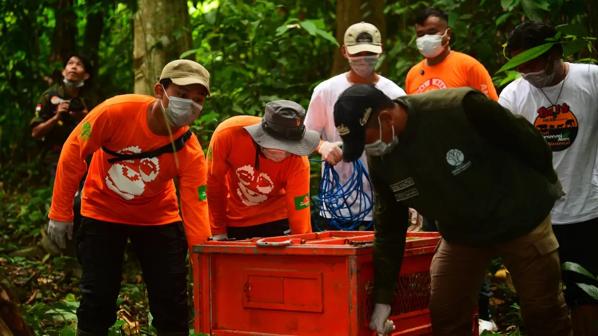 Proses pelepasliaran tiga individu orangutan kalimantan di Hutan Lindung Gunung Batu Mesangat, Kecamatan Busang, Kutai Timur, Selasa (23/6). (IST)

&nbsp;