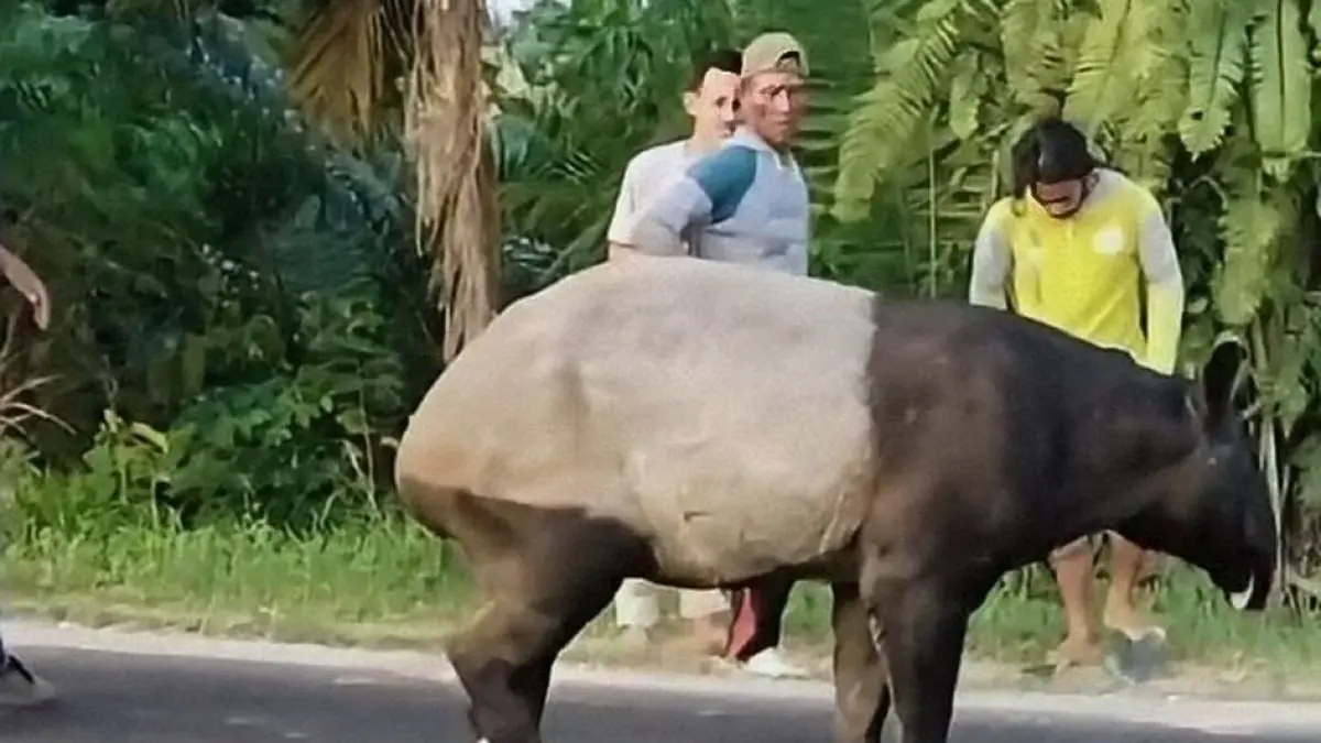 DIBUNUH: Hewan langka Tapir di Sumatera ini dibunuh warga dan dikonsumsi dagingnya.(IST)