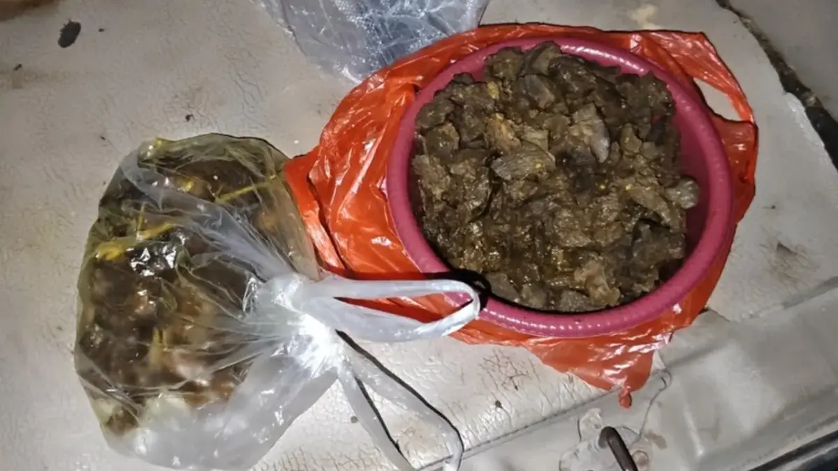 DIMASAK RICA-RICA: Setelah dibunuh daging hewan langka yang dilindungi Tapir dibuat rica-rica dan dibagikan ke tetangga.(IST)