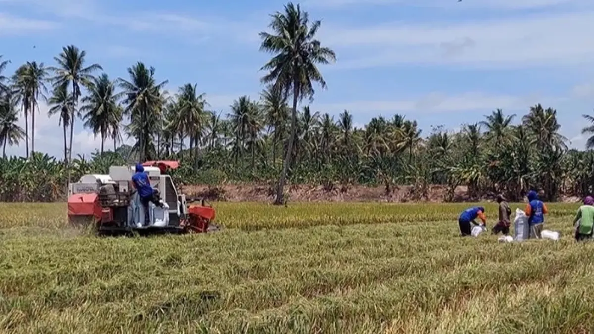 MEKANISME: Pemerintah pusat bakal menerapkan perubahan mekanisme penyaluran pupuk subsidi yang mulai berlaku pada 1 September 2026.