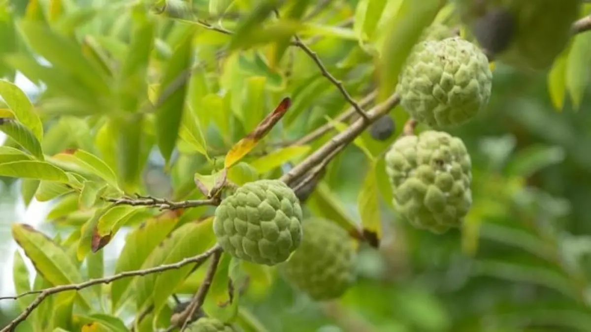 Buah Sarikaya.(IStock)