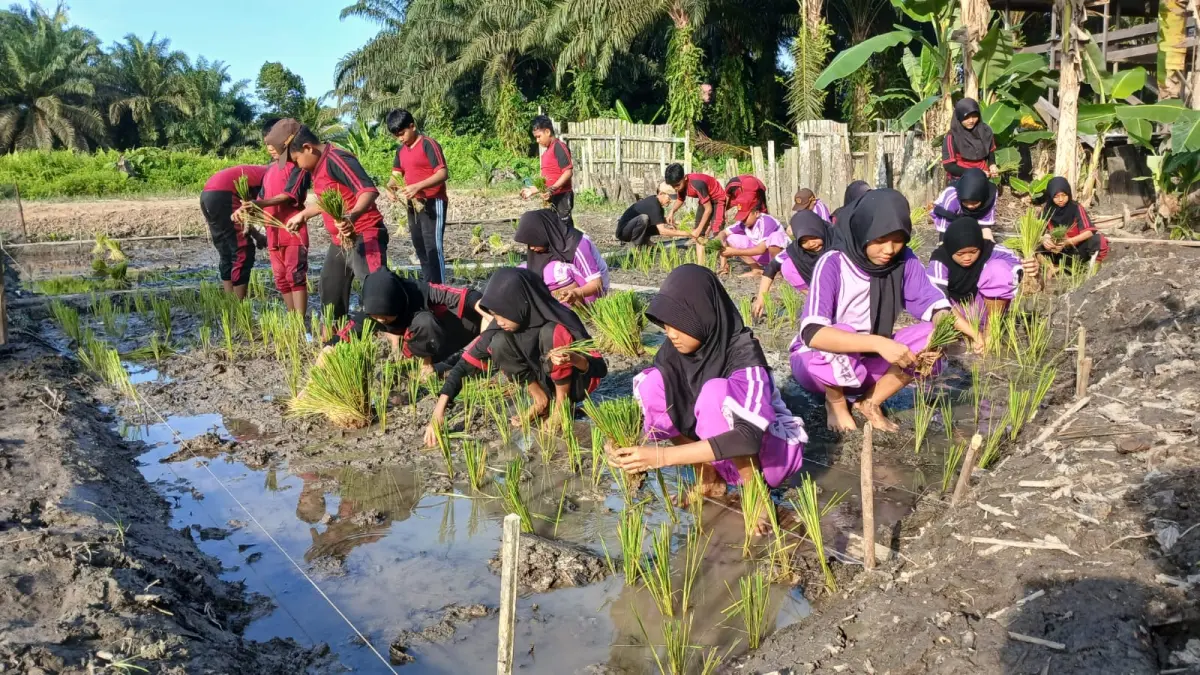 Siswa SD 010 Bongan menanam padi perdana di laboratorium pertanian mini. (IST)