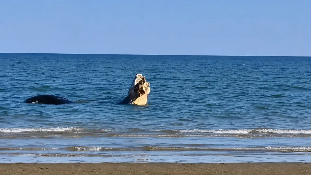 Kemunculan seekor buaya di Pantai Teluk Lombok, Kutim sempat terekam oleh warga beberapa waktu lalu. (Screenshot Video)

&nbsp;

&nbsp;