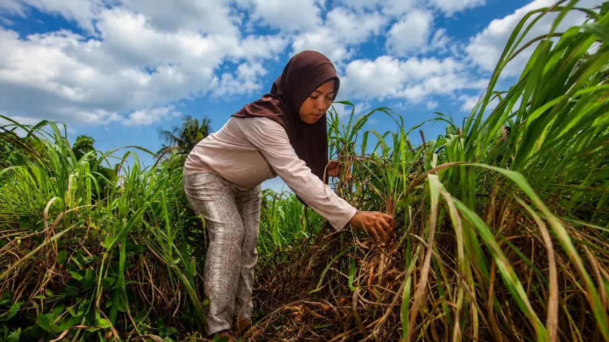 Selain membantu menahan erosi, sereh wangi kini diolah menjadi minyak esensial dan produk wellness yang telah menembus pasar internasional. (Foto: Istimewa)