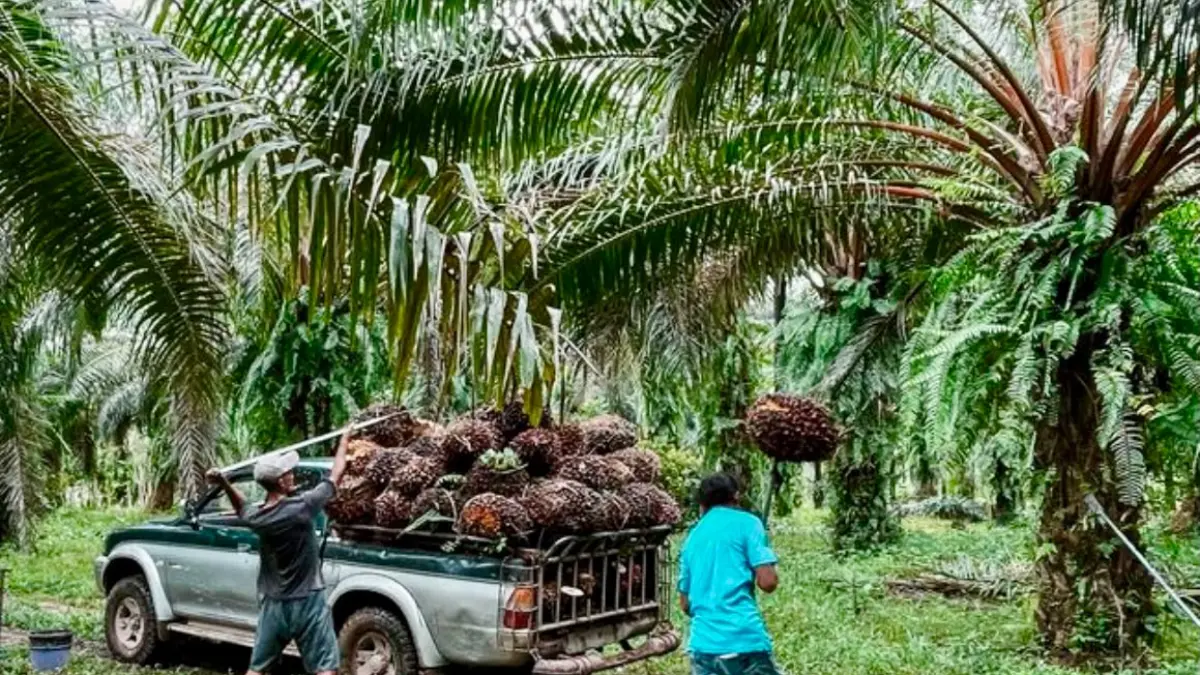 MENINGKAT: Penduduk bekerja di sektor pertanian, kehutanan dan perikanan meningkat dengan proporsi 19,57 persen terhadap total seluruh penduduk bekerja di Kaltim.
