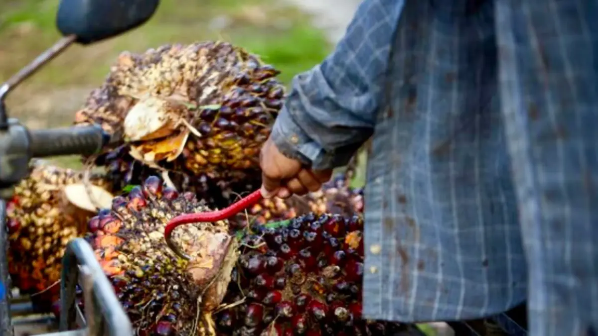 PENGUATAN: Penguatan tenaga kerja lokal menjadi pekerjaan rumah yang harus terus didorong agar kebutuhan SDM sektor perkebunan tidak selalu dipenuhi dari luar Kaltim.