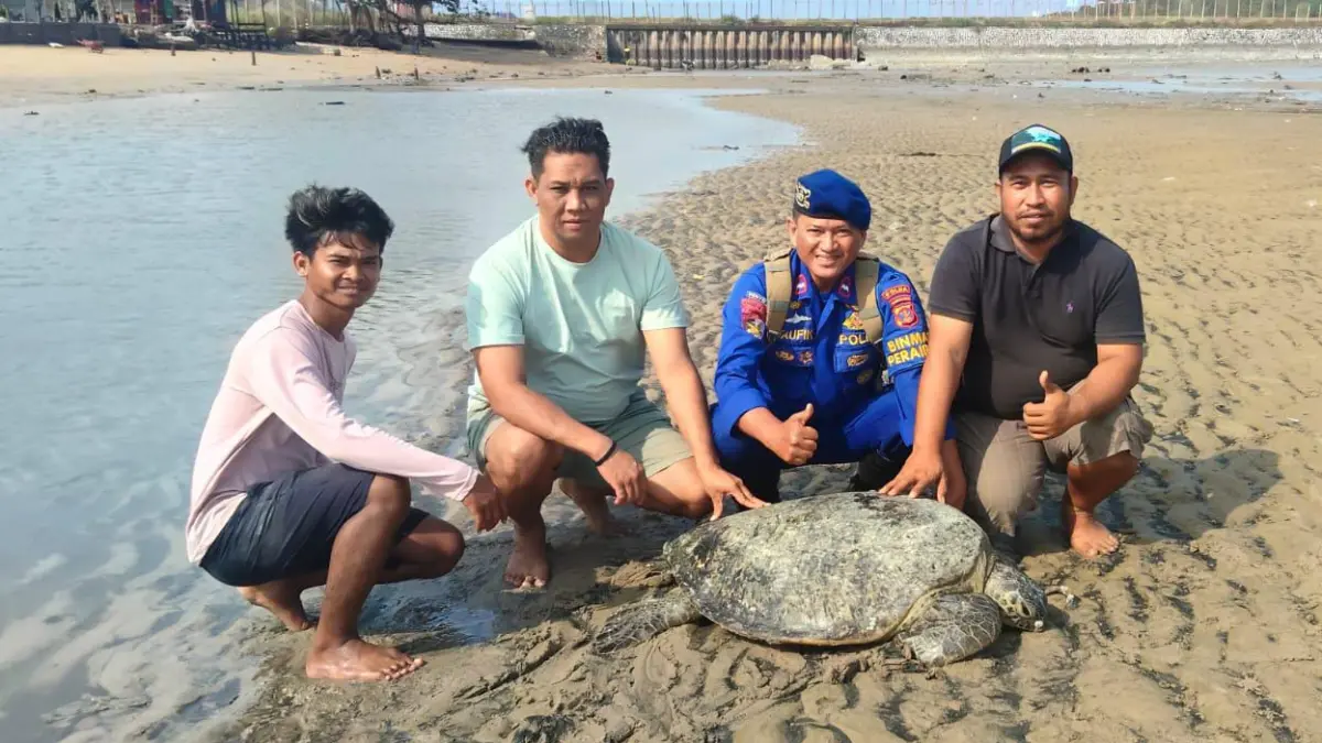 Kondisi Penyu Lekang jantan yang terdampar di pesisir Pantai Belakang Bandara SAMS Sepinggan, Balikpapan, Selasa (21/7/2026). (IST)

&nbsp;