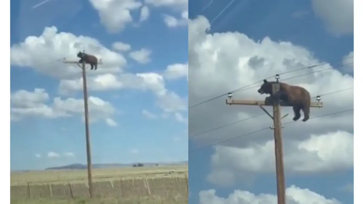 MENGKHAWATIRKAN: Seekor beruang cokelat nangkring di tiang istrik New Mexico. (tangkapan layar @abyts_/X)