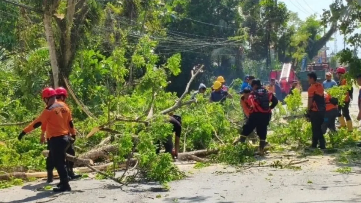 DITEBANG: Enam pohon tepi jalan trans Kaltim-Kalsel di Nenang, Penajam, PPU, ditebang petugas untuk menghindari potensi ambruk ke jalan karena lapuk.(IST)
