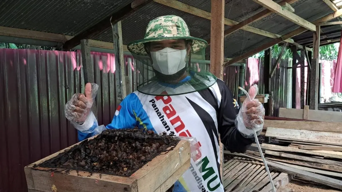 Ahmad Jais melakukan penyedotan madu kelulut dari koloni miliknya. (IST)

&nbsp;